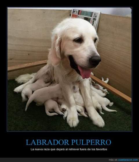 MariaCardonaaaa's tweet photo. @BigBang_CBS Sheldon's dream come true #pulperro http://t.co/Y2jvLVki9j