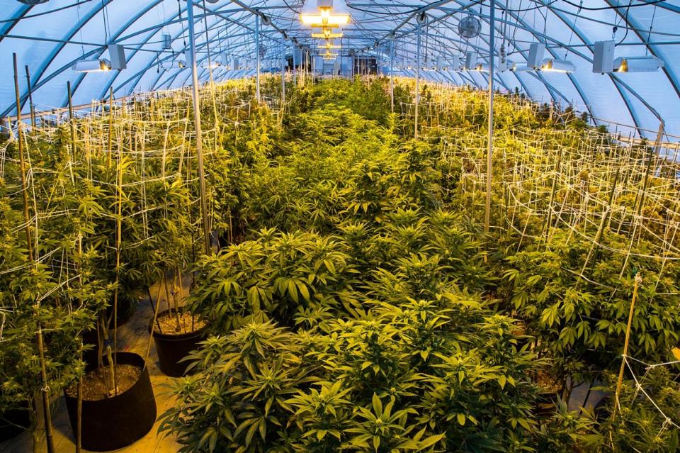 DaggaPartySA's tweet photo. Note to the South African media. It's a CANNABIS GARDEN not a "dagga laboratory". Typical sensationalist terminology! http://t.co/ZbgaeYjX1a
