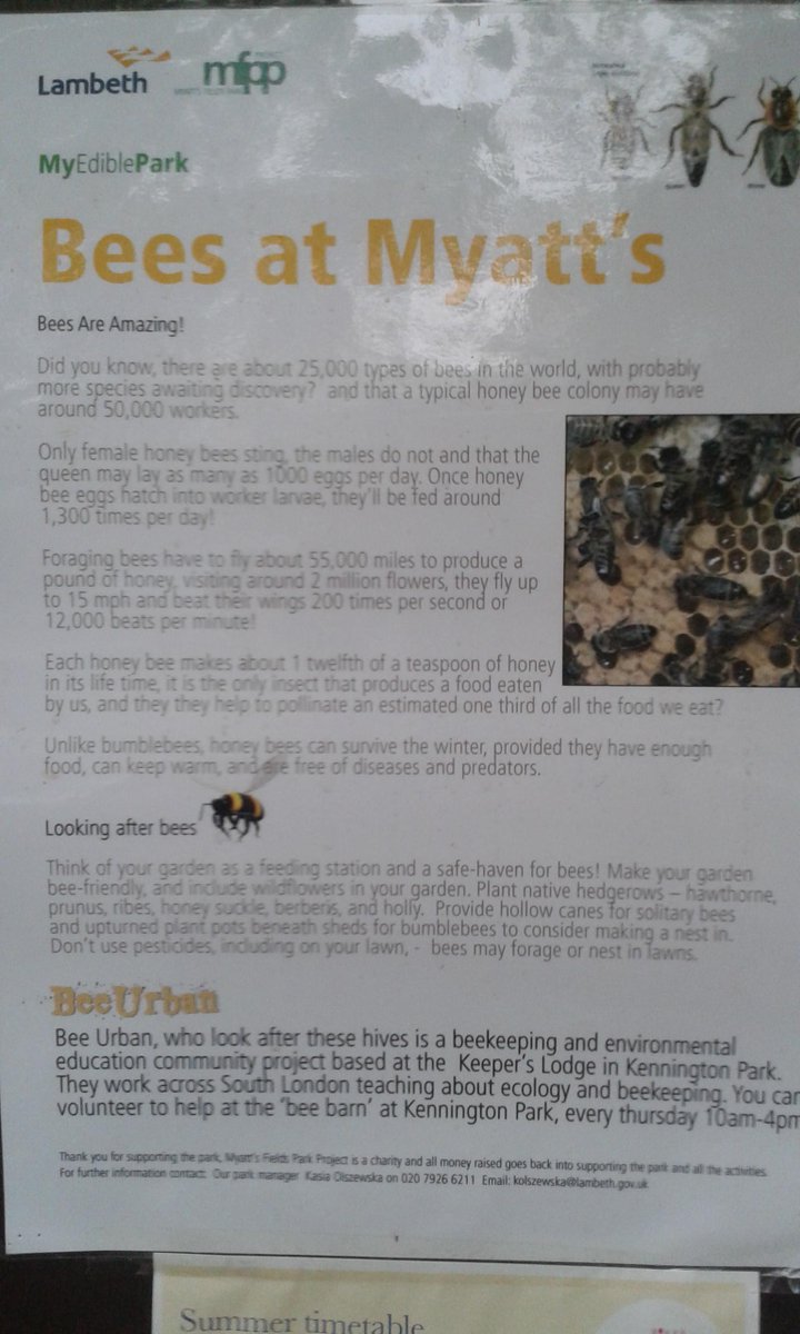 littlecatcafe's tweet photo. Bees @myattsfields local honey = great cure for hay fever @SE5Forum @Longfieldhall #brixton #camberwell #honey #Bees http://t.co/hBstZ9ZIfw