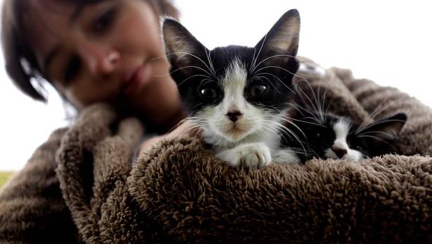 24HorasTVN's tweet photo. ¿Sabias que tu gato se expone a riesgos en agosto? Conoce cuáles son → http://t.co/t4TDjHpLkx http://t.co/BzB2jcm8jA