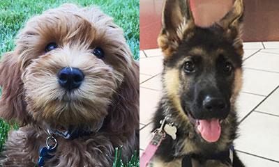 Alfie and Charlie, currently training at InSitu (for <a href="/ucdavis/">UC Davis</a>) to learn #cancer's scent in saliva, breath and urine.