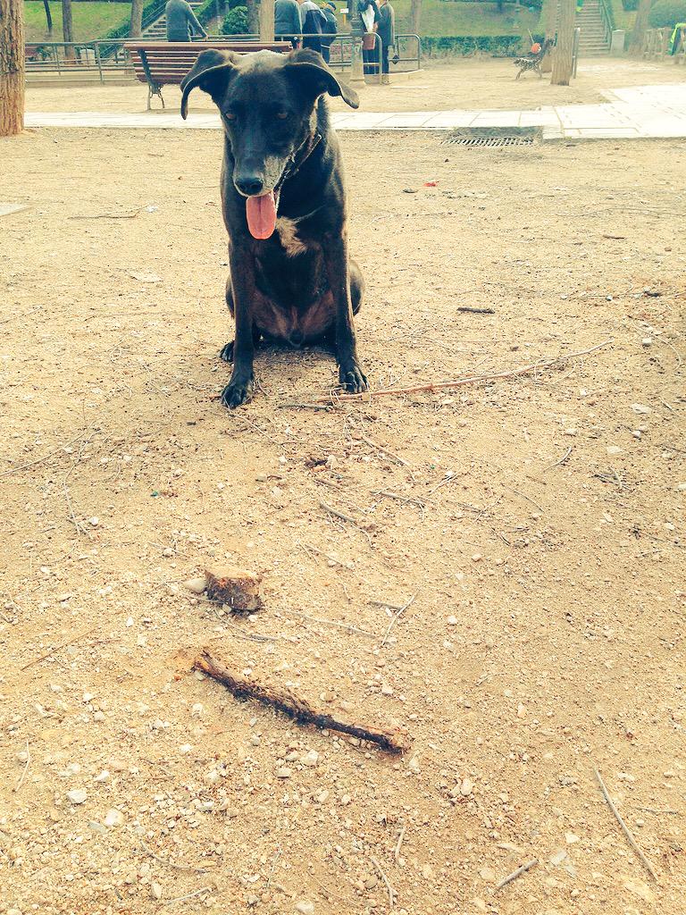 cancorodriguez's tweet photo. Con mi perro al fin del mundo y con los perros de mis amigos... también!!! #perrosaltren http://t.co/EBF5UIyaT9