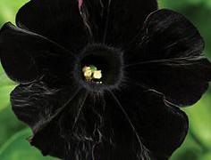 patrickasflower tweet picture