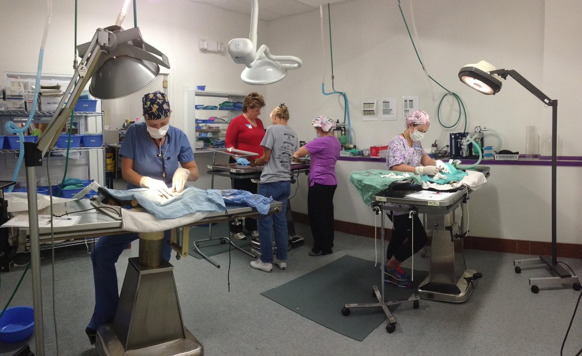 IndyHumane's tweet photo. 40 community cats were fixed this weekend @ the Big Fix! Learn about our Community Cat Program:http://t.co/AyKvvqSbQn http://t.co/bxbRYda8SR