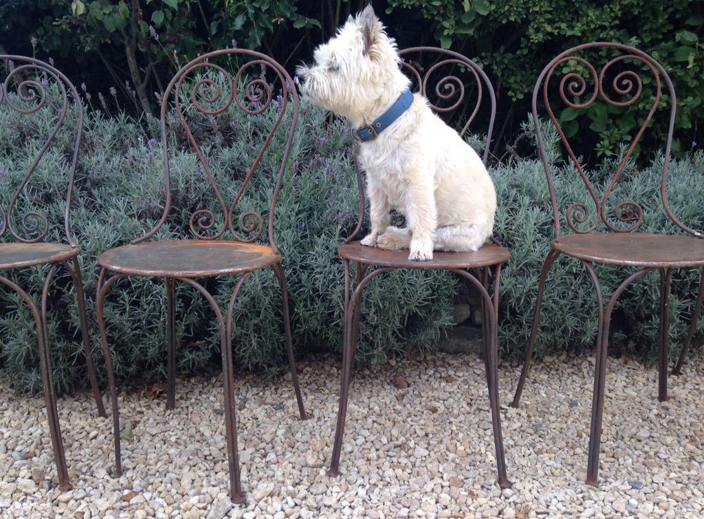 wthsilverwings's tweet photo. Billy approves of these #oldchairs from @oldshambles #Sherborne http://t.co/RMD405dh6k