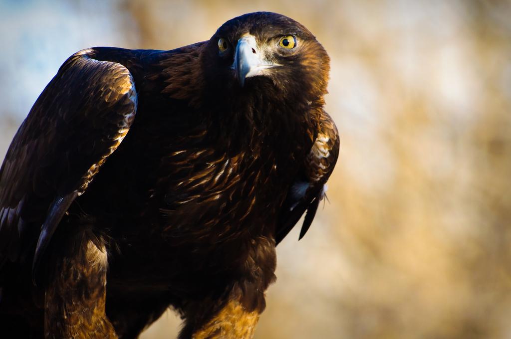 City_Creatures's tweet photo. Golden eagle rehabilitation; where the sacred meets science. http://t.co/a0jVSwEd3j
Image: David Kingham, CC license. http://t.co/2tB4pzbXfz
