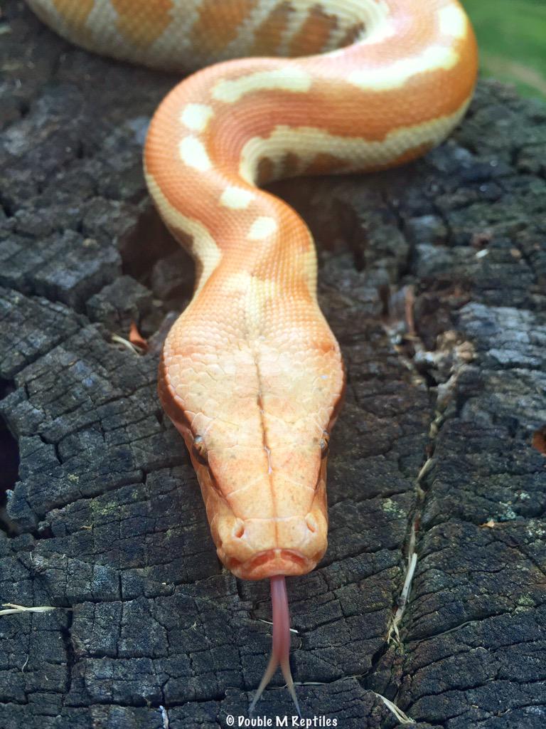 GearworkExotics's tweet image. a little #tongueouttuesday for you all - cersei is always happy to oblige #bloodpython #pythonbrongersmai