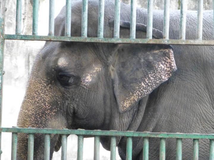 AnimalsCampaign's tweet photo. MALI Has Spent 36yrs Alone
In A Concrete Pen!
PLZ Be Her Voice🐘💞
4 FREEDOM 💕Sign📝
https://t.co/lsKcRMjhKs
#SaveMali http://t.co/ixgy3EUHMG