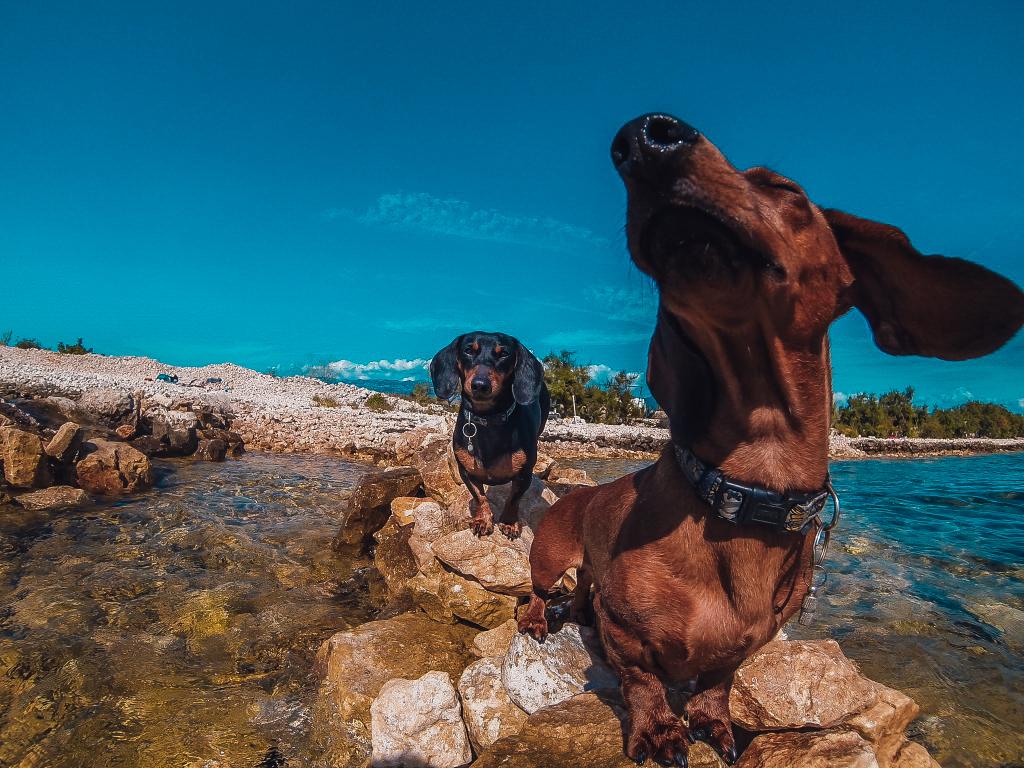 GoPro's tweet photo. Photo of the Day! Darwin &amp; Pascal love sunning by the sea. Via @Fixxxer_ba Share your images http://t.co/MLVXTtlM2U. http://t.co/Dxy8Sp3MWq