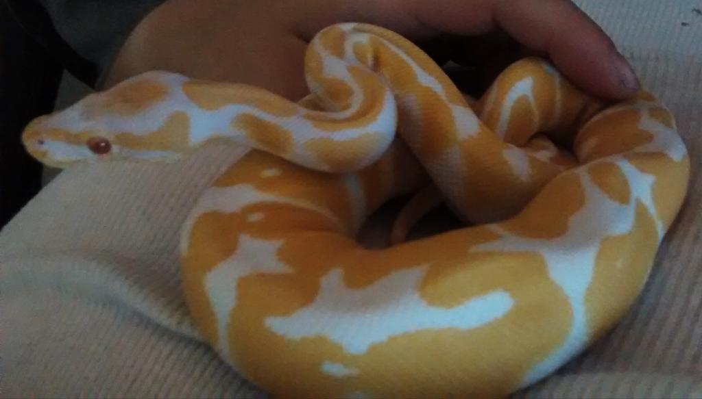 DasMyoot's tweet image. Tassadar, my new noodlebaby. #albinoballpython #Tassadar #BallPython #CuddleBug