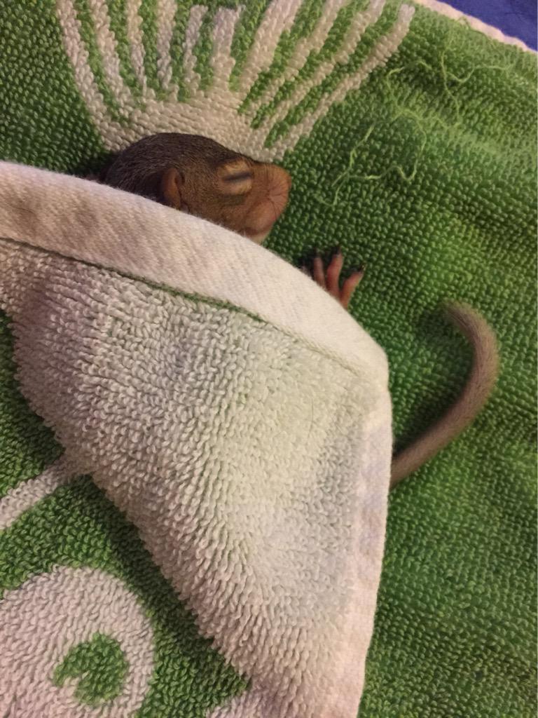 LindseyFink2's tweet photo. My sister found her dog playing with a baby squirrel yesterday and we've been keeping him warm and feed. :) http://t.co/PVqC8BHjG6