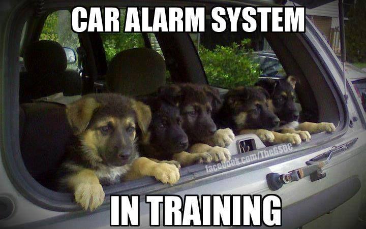 allstarautoLA's tweet photo. Your own personal car alarm #PupsInTraining http://t.co/6uMG3JHAro