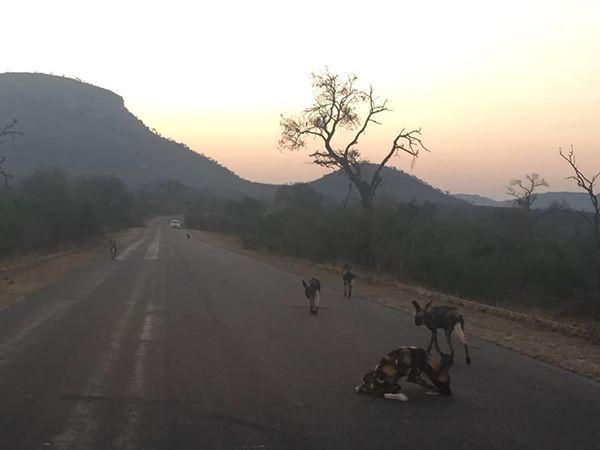 LatestKruger's tweet photo. 17:40
Wild dogs
H3 
1km from Malelane Gate
Tinged by Justin http://t.co/czpIEr2qLH