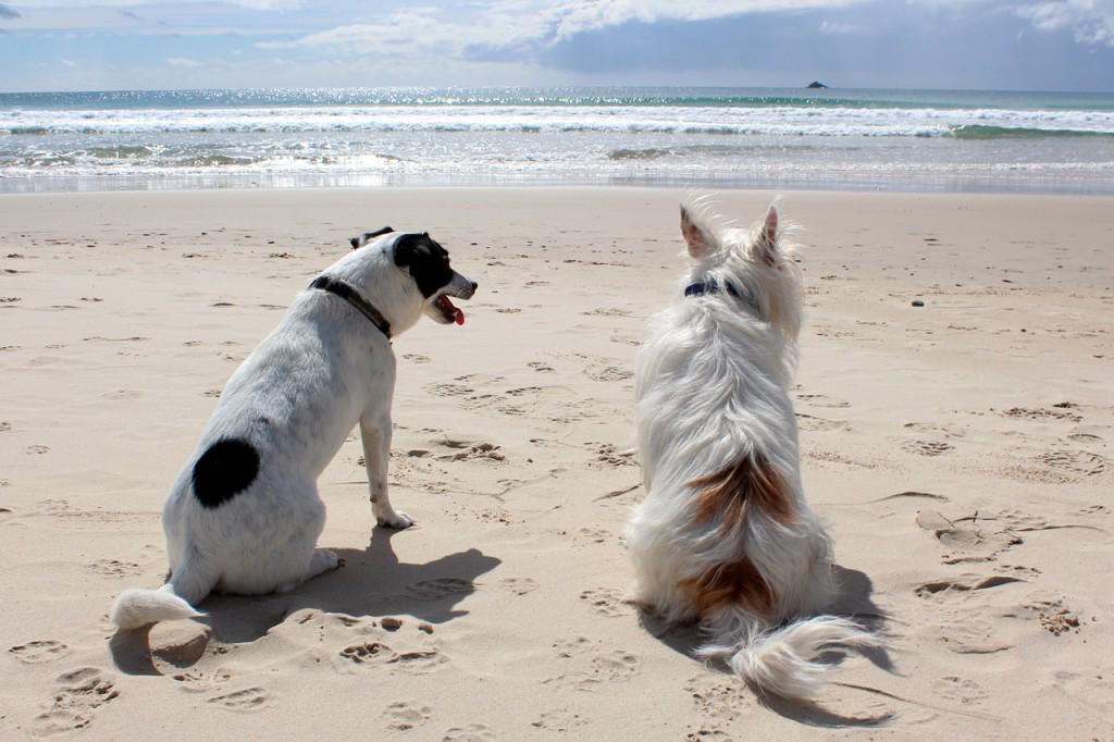 thatpetplace's tweet image. This just in on That Pet Blog: 12 Pet Friendly Vacation Spots in the Mid-Atlantic bit.ly/1JmWEKX
