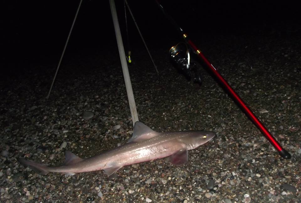 Teamcodeds's tweet photo. Artico x-Gladius 3000 @bluezonefishing http://t.co/ZA2SeSFYZ4