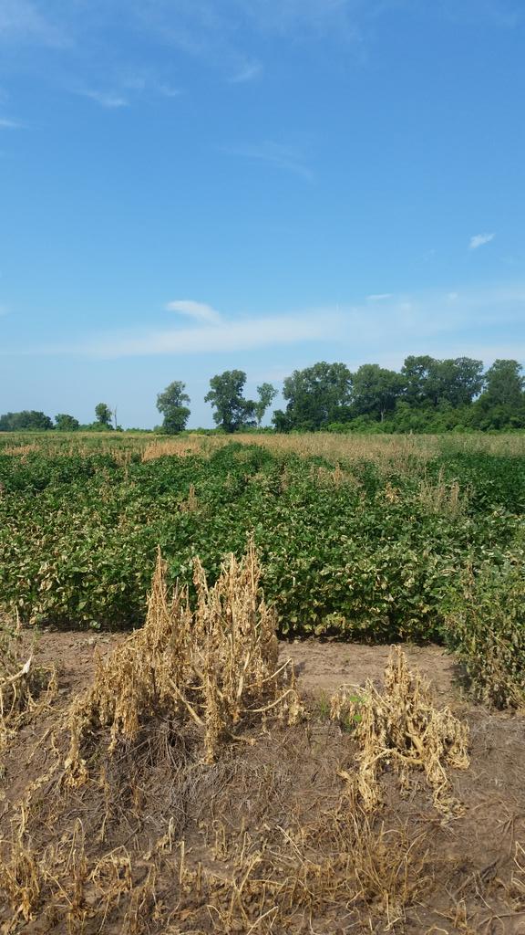 jpatterfarm's tweet photo. I know it's not exactly christian, but I'm sure enjoying this #pigweed revenge! #weedwiper http://t.co/1C8rMpfxnK