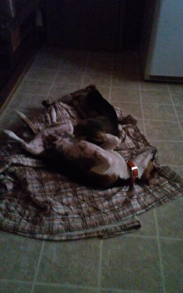 Rabbits_R_Us's tweet photo. We kicked back after big morning! #beagle #dogsoftwitter #dogs #hunting #folloback #follow #F4F #follobackinstantly http://t.co/dHThPFmWSn