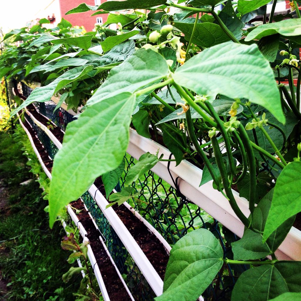 Ingeniusfarms's tweet photo. Growing bush beans in rain gutters!  Because every square inch matters in the city!  #SDGs #food #sustainable http://t.co/HmRlF7Q2Pb