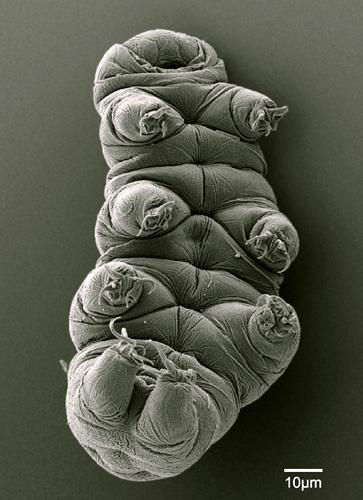 ASCBiology's tweet photo. The @_BobGoldstein lab studies #evodevo of these adorable micro-animals http://t.co/PNzMgbfHmP #ASCBmember http://t.co/EWuAk4FmJB