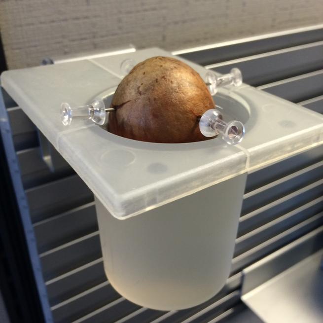 Office avocado tree experiment, Day 1.