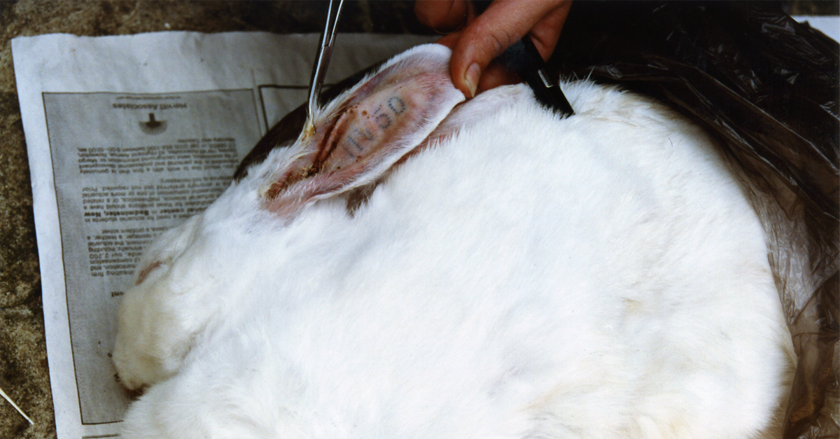 PETAShares's tweet photo. πare usually given NO pain relief during painful experiments.
They are usually KILLED after.
#NotExperiments http://t.co/EVVcz8V7LY