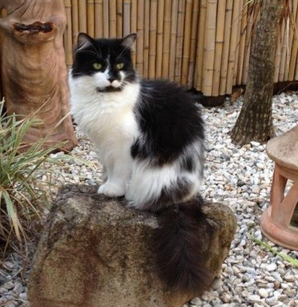 Scruffy is a male cat who needs a new home. Could it be yours? bit.ly/1hmX2CX #canberra
