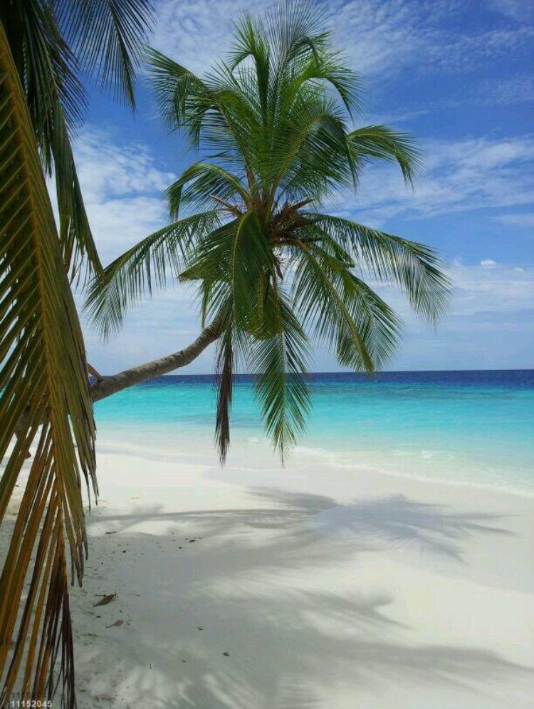 RD Beach, Palm Trees,Sugar Cane, Rum,Coconuts ...