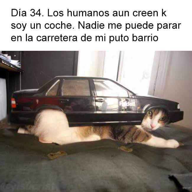 yisucrist's tweet photo. Cat &amp; Furious 7 http://t.co/PRXQpnmADF