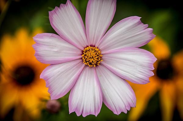 viviananadowski's tweet photo. New artwork for sale! - "Three Flowers" - http://t.co/u10g26N8uX @fineartamerica http://t.co/ExMlR0zlJo