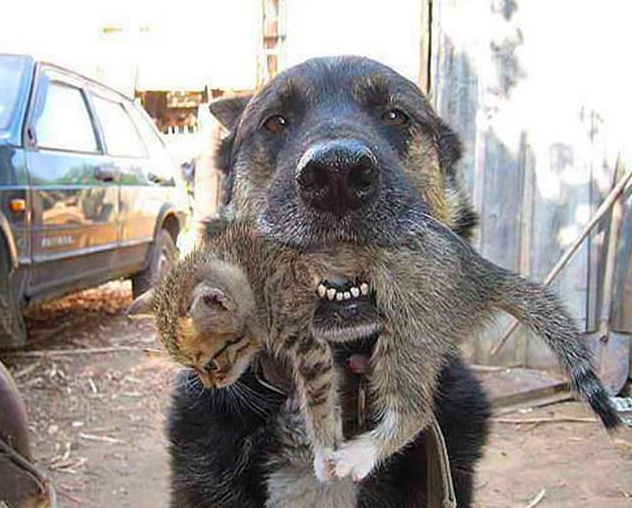 GossipRoomOff's tweet photo. Ce chien est sorti de la maison en feu où le maitre des lieux les avait abandonné, et a pris le chaton avec lui 👏❤️‍ http://t.co/QOIz16l57v