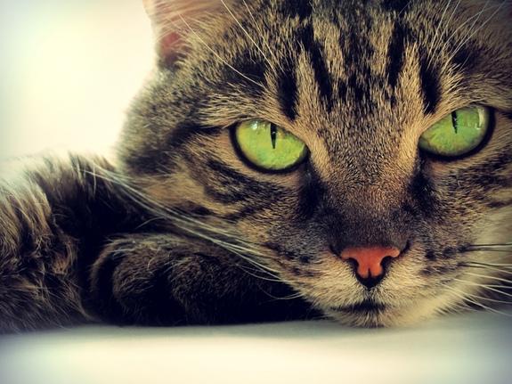 OntScienceCtr's tweet photo. Ever wonder why #cats have vertical pupils? #PupilsForPrey http://t.co/5raP86Pi3o (via @LiveScience) http://t.co/cMSOJRrJWn
