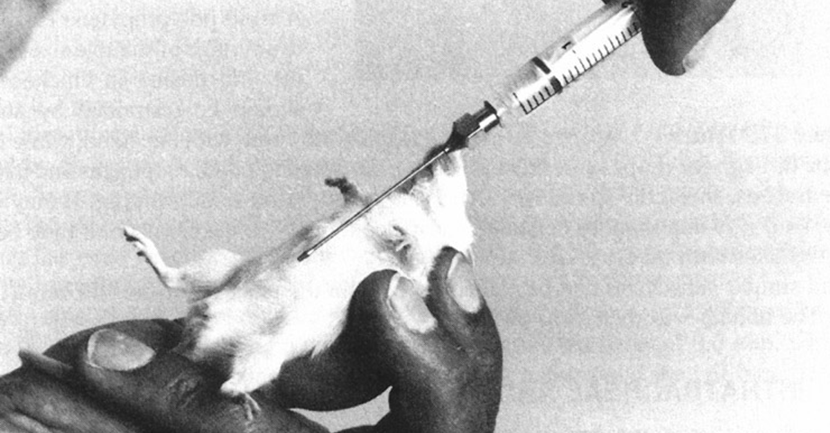 PETAShares's tweet photo. Mice often:
- Are electroshocked π₯
- Are mutilated πͺ
- Have drugs pumped into their bodies π
#NotExperiments http://t.co/L9MyMMcjwT