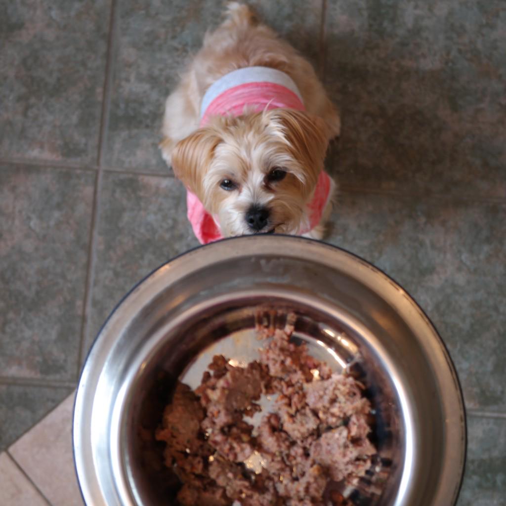 rambothepuppy's tweet photo. now on my blog: my review of #allprovide #rawdogfood! http://t.co/M1X5OyKaZJ do you feed your dog a raw diet? :) http://t.co/BYN9z0EUJd