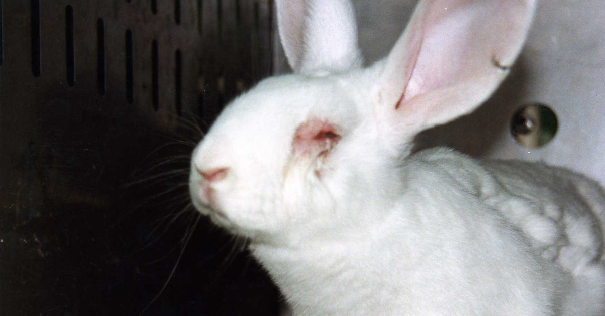 PETAShares's tweet photo. Bunnies are often victims of animal experimenters because they are sweet-tempered & easy to handle. π #NotExperiments http://t.co/KE5AdRIz4G