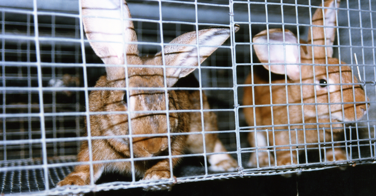 PETAShares's tweet photo. Workers at a product testing lab attached 1000s of ticks onto rabbitsβ shaved bodies! #NotExperiments http://t.co/oU6xsCxoLF