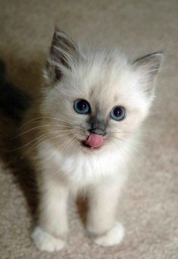 White kitten !