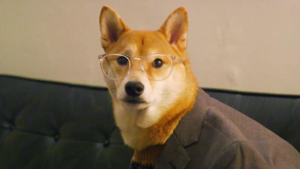 TheMusicComAu's tweet photo. Why more than a million Aussies are tuning in to watch @YouTube on @Channel7: http://t.co/FEgx05nrwL #DogsMakeYouLOL http://t.co/Qc2kFsjILU