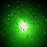 ToponeChoice's tweet image. 40W-60W 12-24V light for fishing in the pool and lake.Heavy enought to sink in deep water toponechoice.com/fishing-light.…