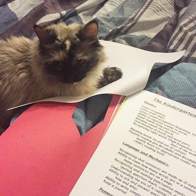 MistyMontano's tweet image. She insists on being on the pages and refuses to move! #catrules #catentitlement #cantgetw… ift.tt/1US0QdL