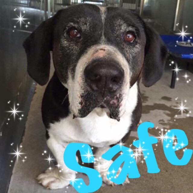 LAadoptRescue's tweet photo. UPDATE: SIR SAUSAGE COW IS SAFE!!! Thank you for networking this log! still need a forever Home 🎉❤️🐛🍕🍕🍕🍕🍕🍕🍕🍕🍕🍕🍕🍕🍕🍕 http://t.co/dtRB4r0KJd