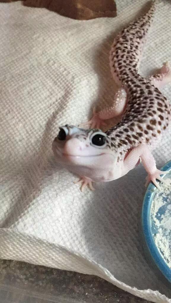 StumblerTop's tweet photo. if you're having a bad day... just look at this lizard http://t.co/X5XsXzk9pZ