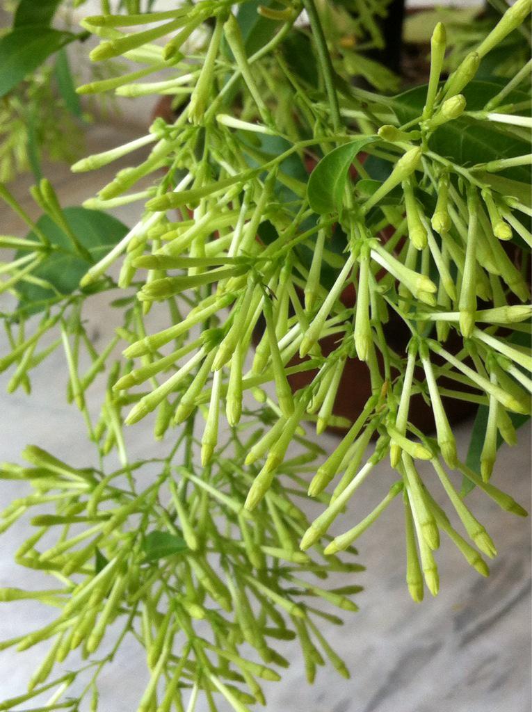 drbishnuhnepal's tweet photo. At #Nagpanchami/#Hindu-day/o worshiping #Nagdevata,#Hasan/#NightQueen blooms 2nd-#TIME@balcony:G-Smell@#Nepal! http://t.co/LuFuxTIGME