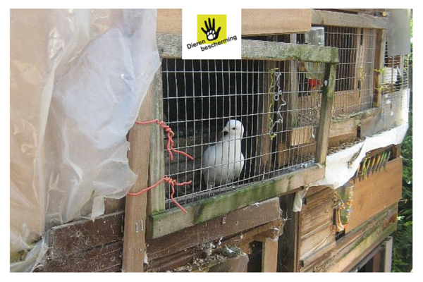 Dierenbescherming tweet media