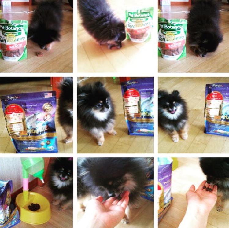 WGyenny__bt's tweet photo. [ Yenny instagram : hatfelt ]

향도 좋구~ 니뇨가 완전 좋아해요! <33 #지그니쳐 #zignaturedogfood #복받은니뇨 http://t.co/eevPisRSEj