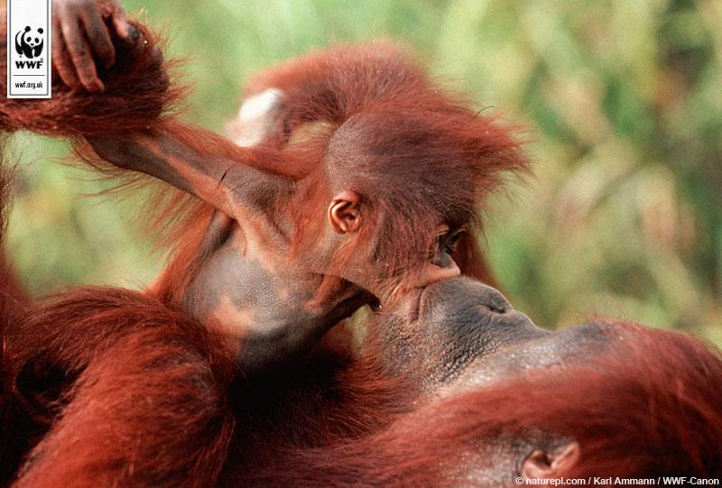 wwf_uk's tweet image. Happy World #OrangutanDay! RT if you love orang-utans.