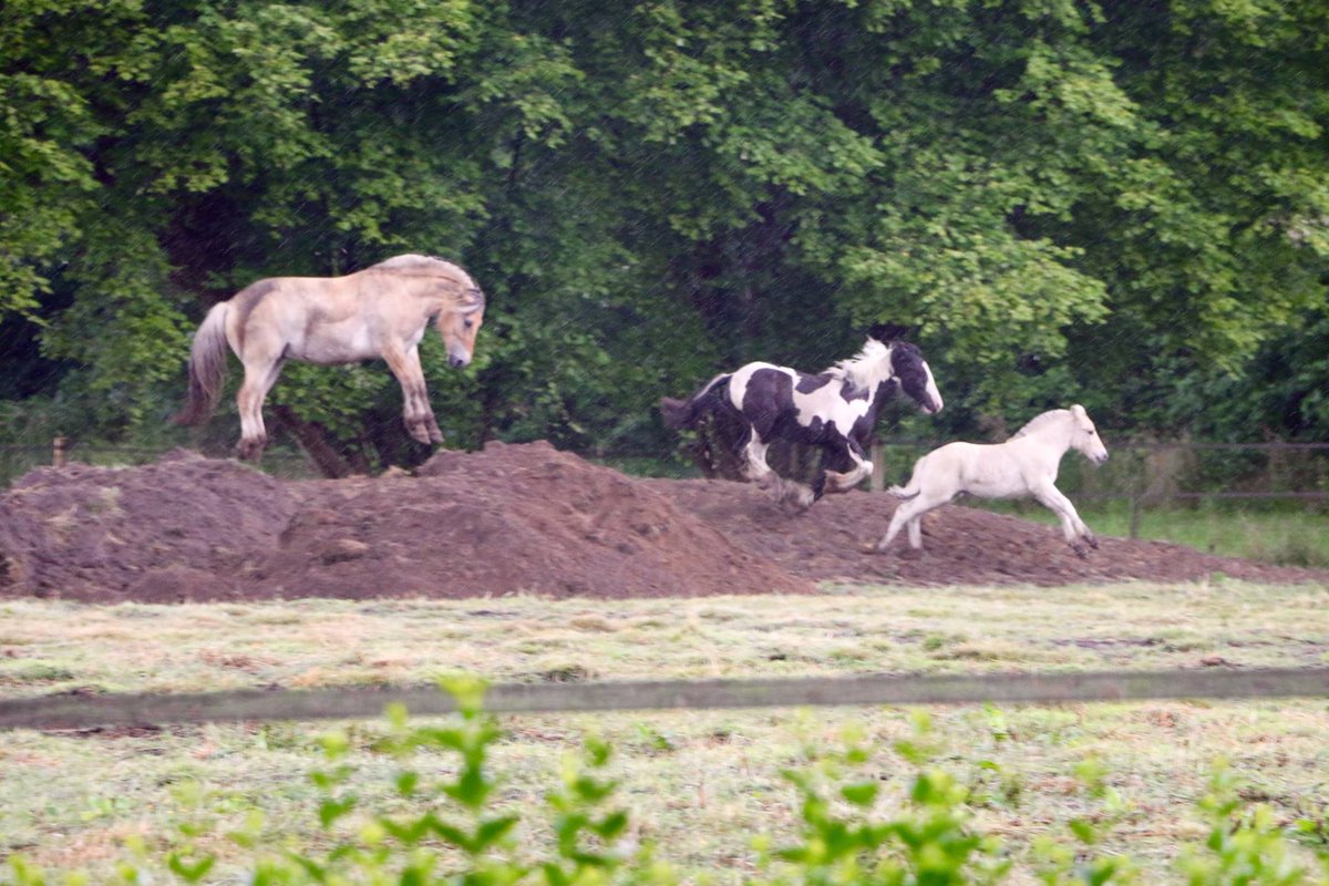 Deze foto kregen we van een klant. Hier leggen we een poel met een heuvel aan. Nog niet af, maar nu al een succes!