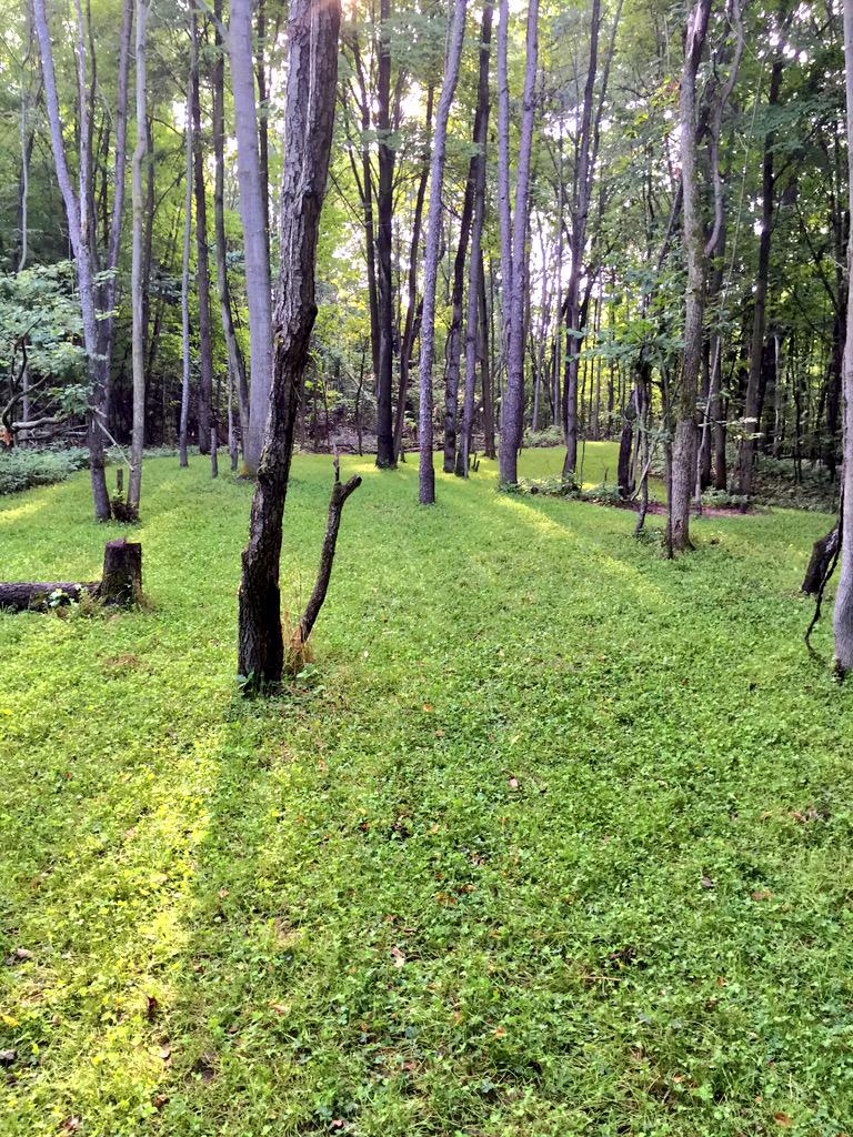 BoneyardSeed's tweet image. Good morning Everyone, looking forward sitting 20' above this soon