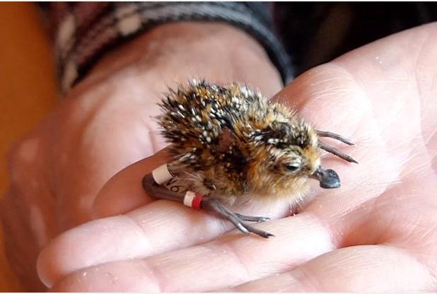 Fab work <a href="/WWTconservation/">WWT Conservation</a> &amp; partners, hand-reared Spoonies are back to breed! bit.ly/1Plwe0m <a href="/WesternDaily/">Western Daily Press</a>