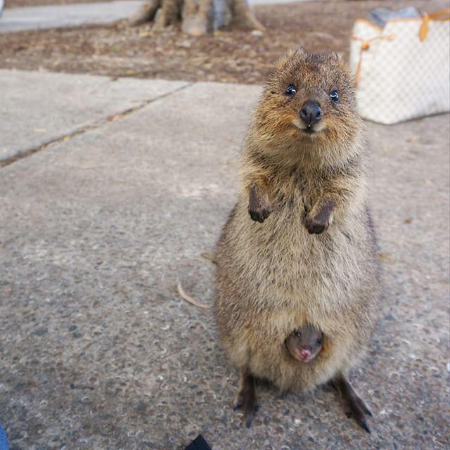 Australia's tweet photo. One look at these adorable faces and you'll see why the world has gone quokka crazy lately! (via IG/elder.flower) http://t.co/DpJB0CsKSL