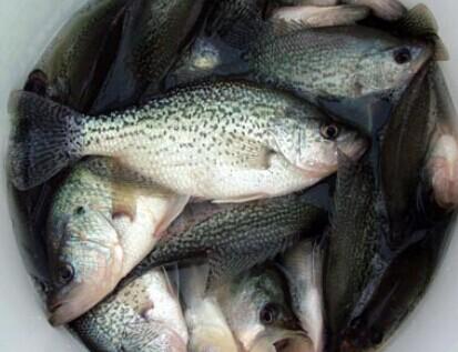 ToponeChoice's tweet image. How to use the power of Underwater Fishing Light to Catch Crappie At Night？

toponechoice.com/blog/?p=151